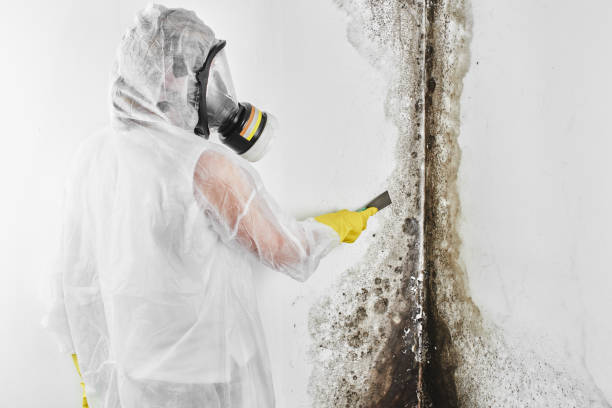 Best Mold Removal Specialists  in Quartz Hill, CA