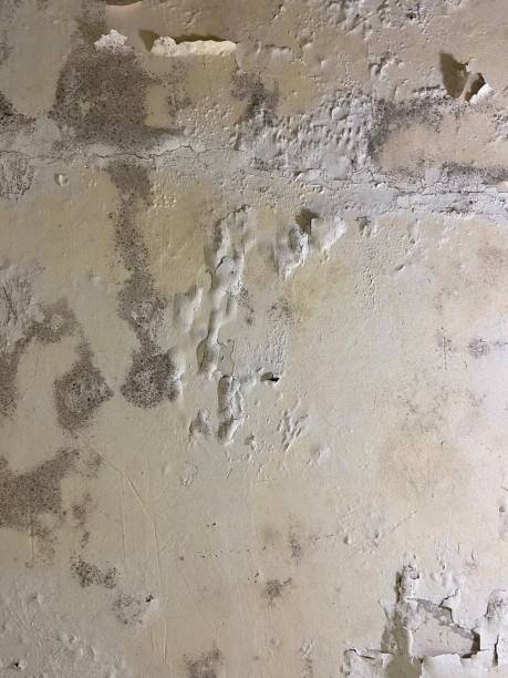 Best Mold Testing  in Quartz Hill, CA