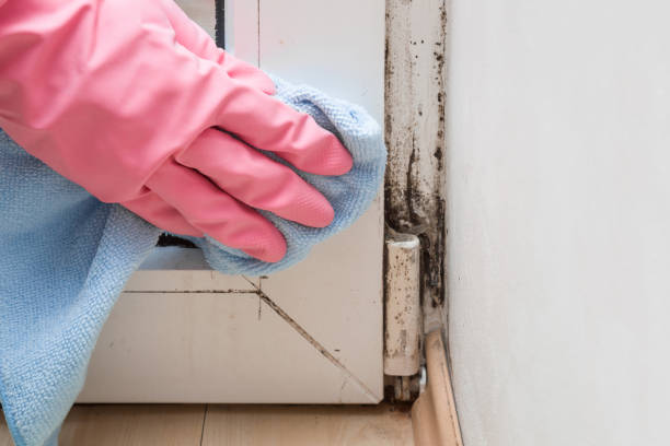 Best Mold Testing  in Quartz Hill, CA
